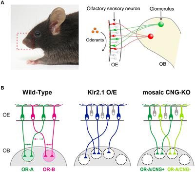 Shaping the olfactory map: cell type-specific activity patterns guide circuit formation